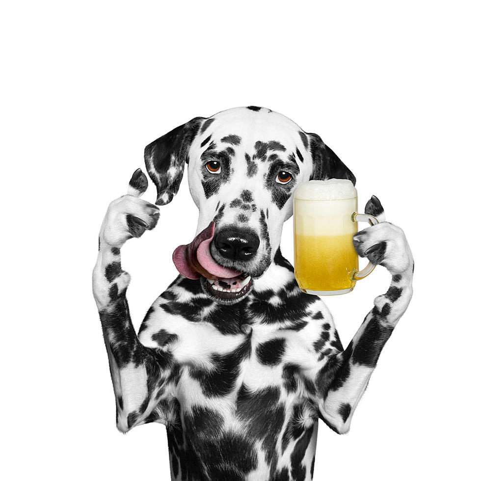 Now You Can Drink Beer And Adopt A Pet At The Same Time