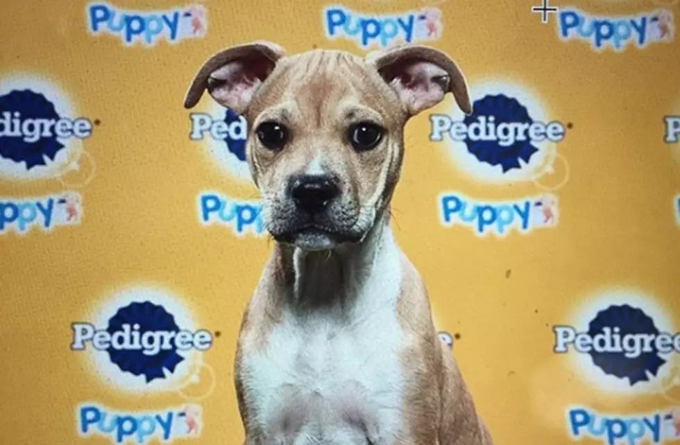 2 Lower Hudson Valley Dogs to Play in Puppy Bowl