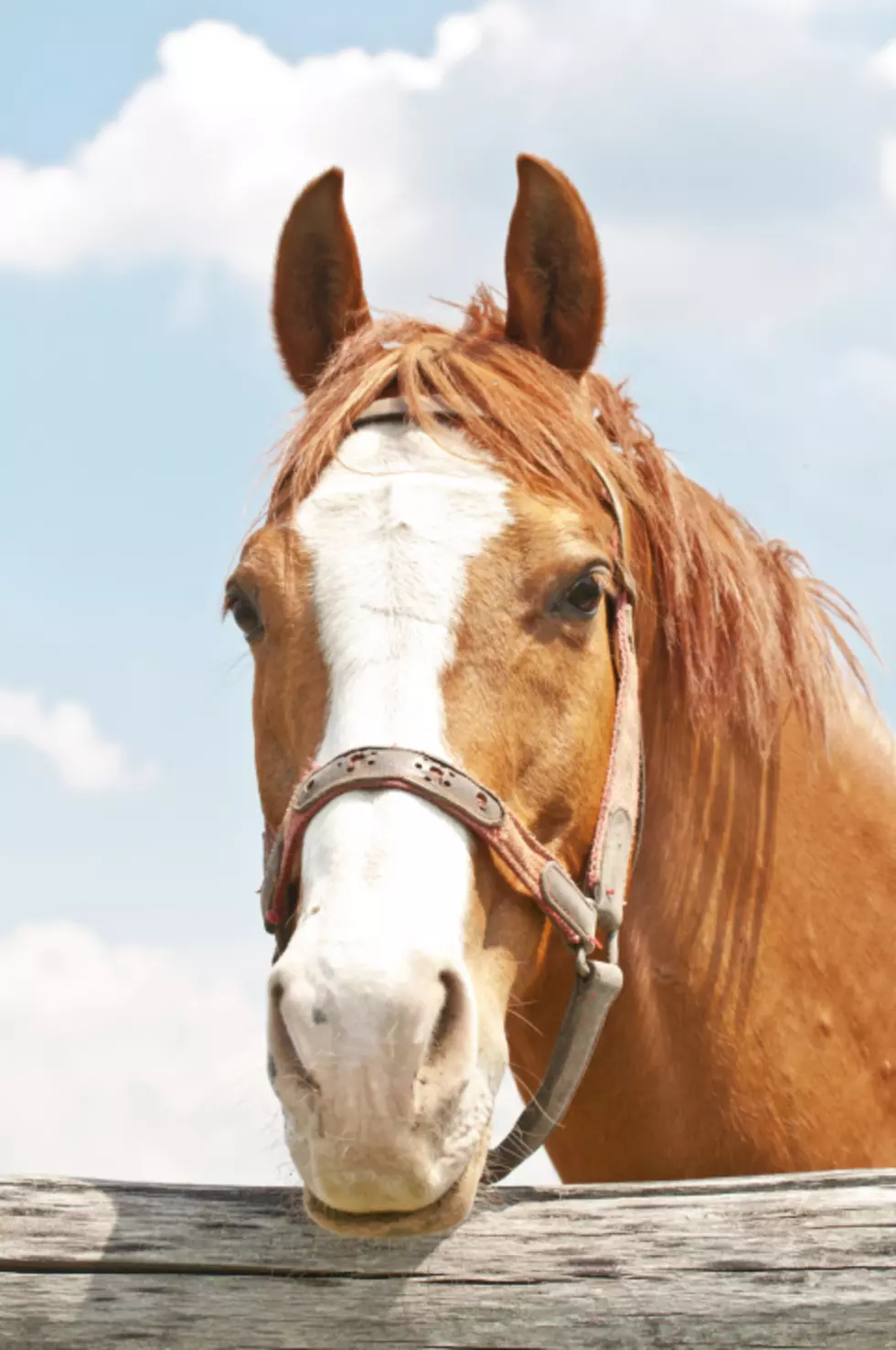 You Can Get Paid To Adopt A Wild Horse