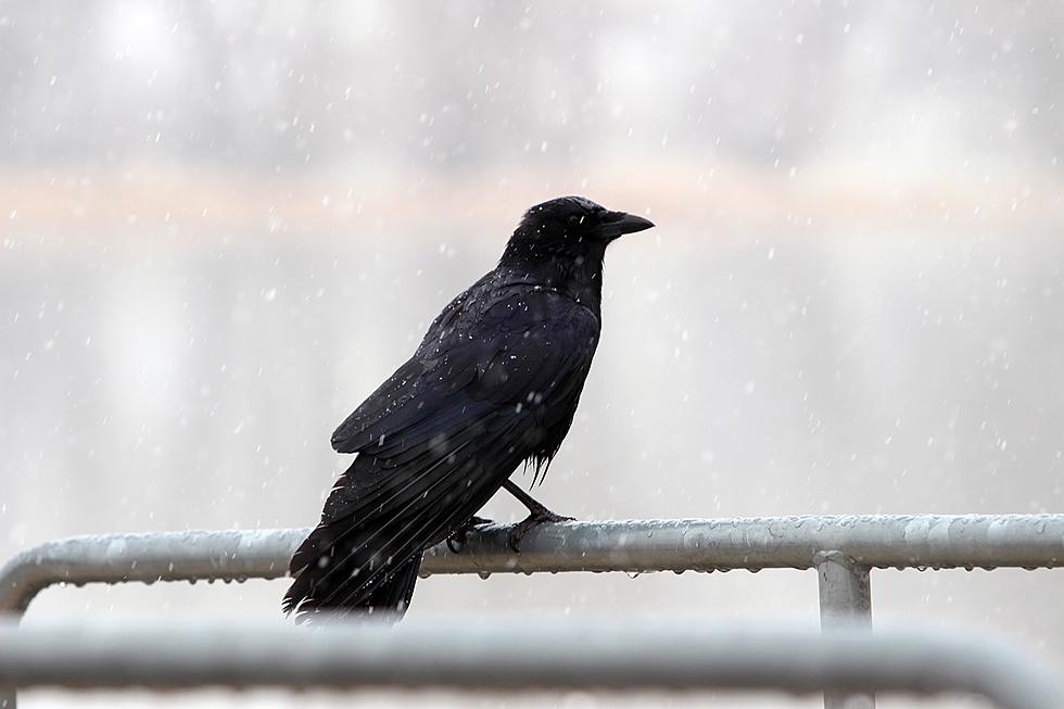 Dead Crow Advisory in Wallkill