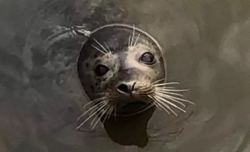Seal Spotted in Cold Spring