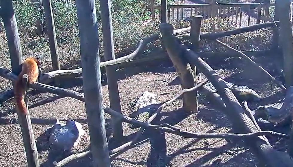 Watch the Animals at the Trevor Zoo in Millbrook Online