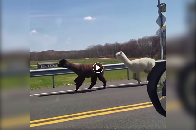 Alpacas on the Loose in New Paltz