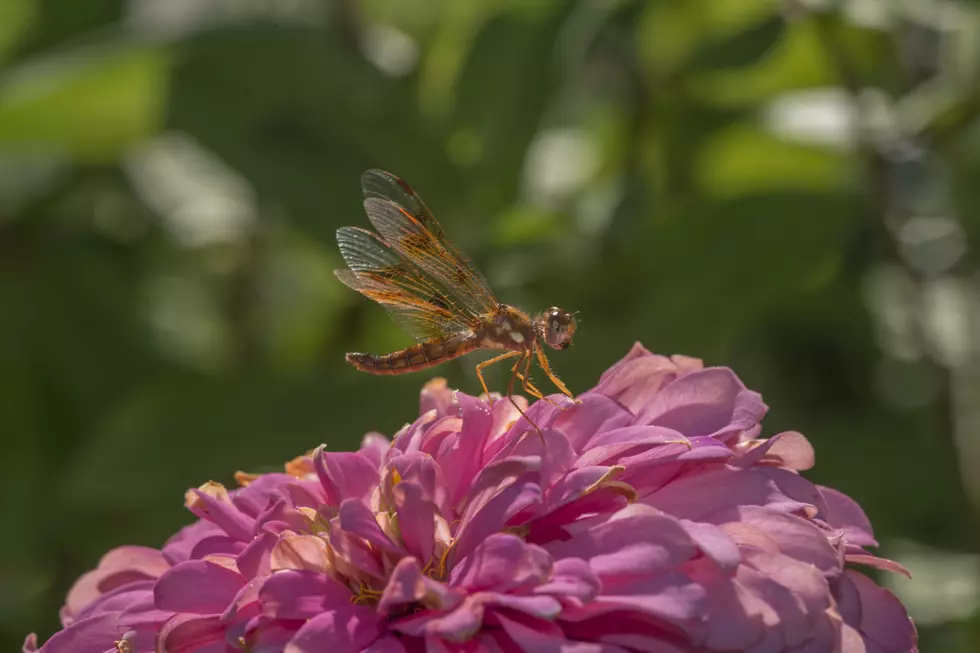 How to Catch and Release a Dragonfly