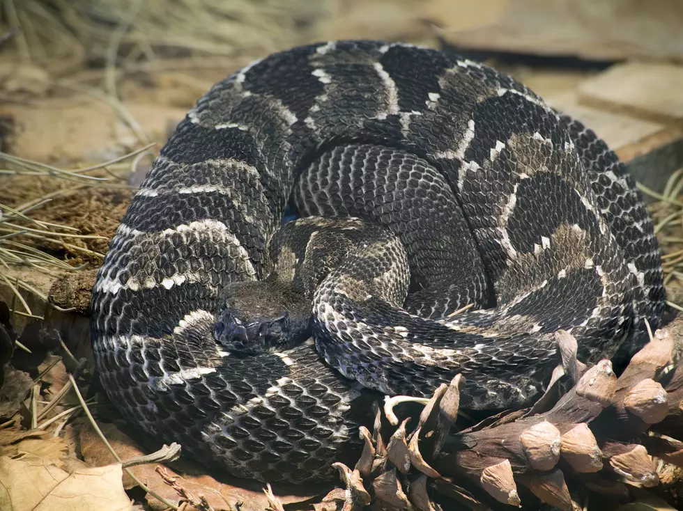 Rattlesnakes Are Leaving Their Hudson Valley Dens