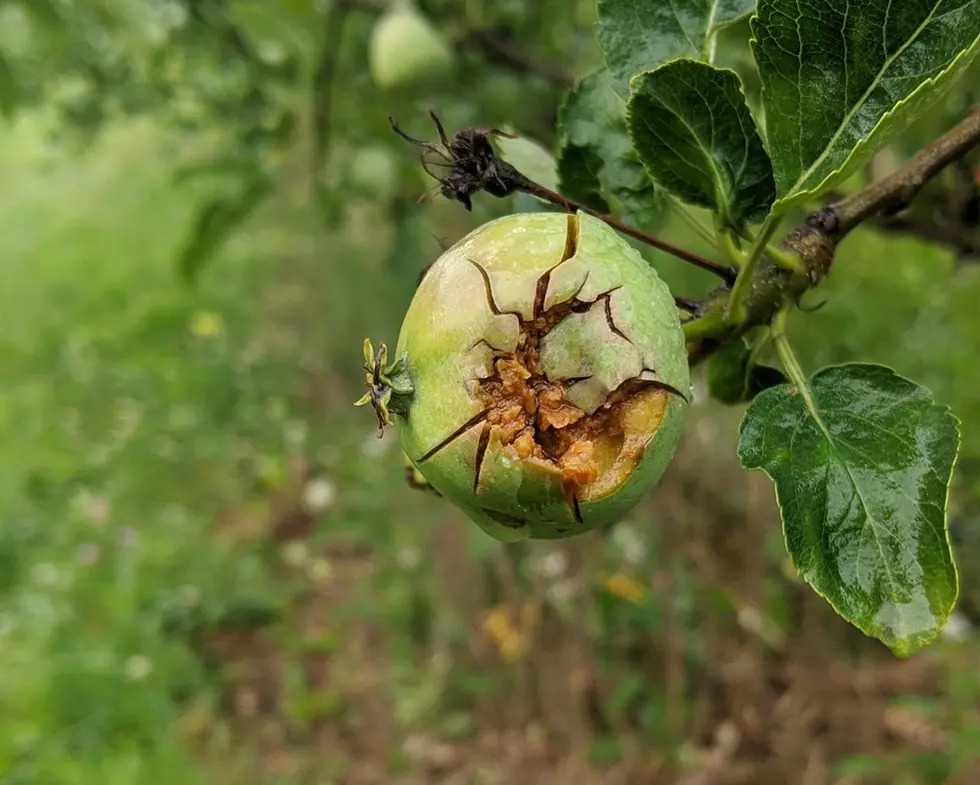 New Paltz Farm Explains What Hail Does to Apples