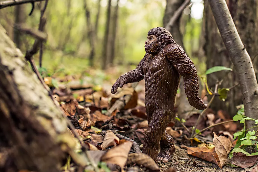 Hyde Park Woman Claims to Have Seen Bigfoot