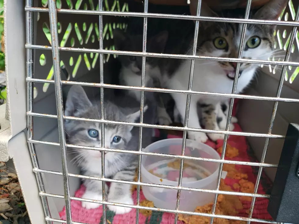 Two Abandoned Cat Kennels Found With Kittens in Ulster County