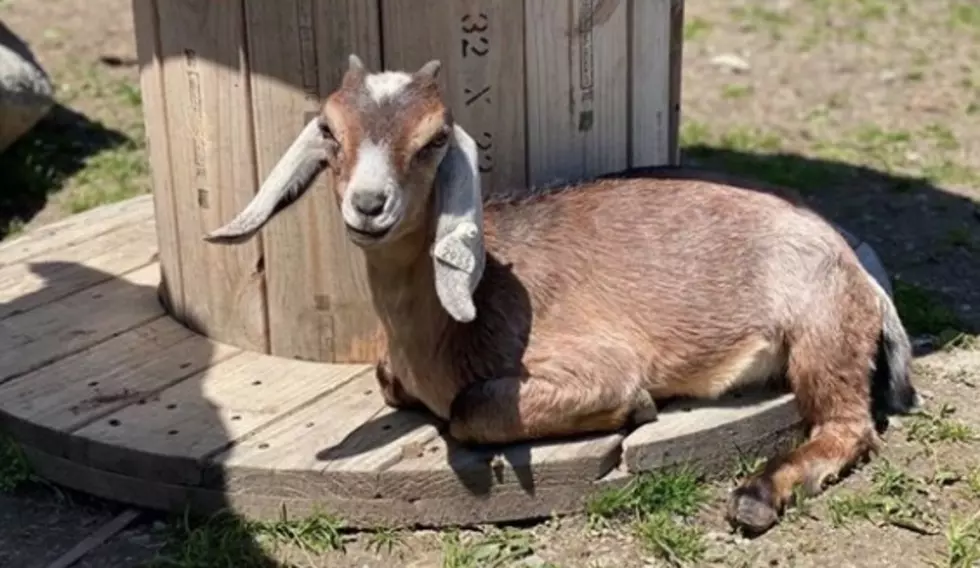 Goat Goes Missing From Hudson Valley Animal Rescue