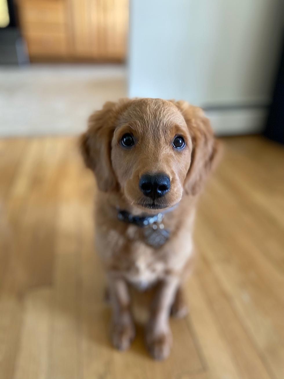 Is This the Hudson Valley&#8217;s Cutest Dog?