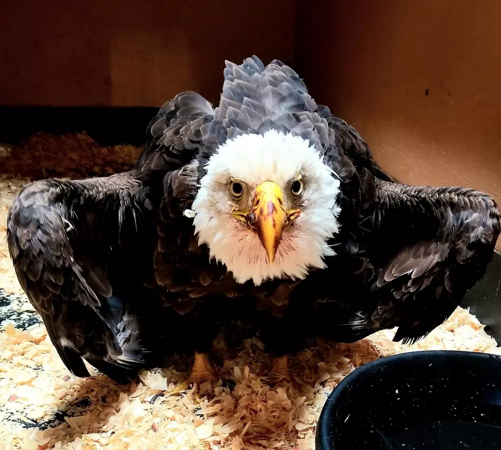 Local Wildlife Center Helps Rehab Birds with Lead Poisoning