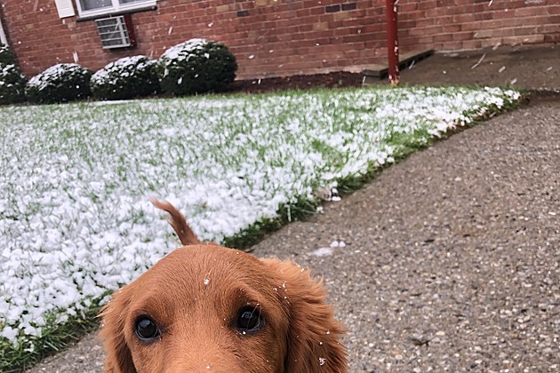 CJ&#8217;s Puppy Sees Snow for the First Time (VIDEO)