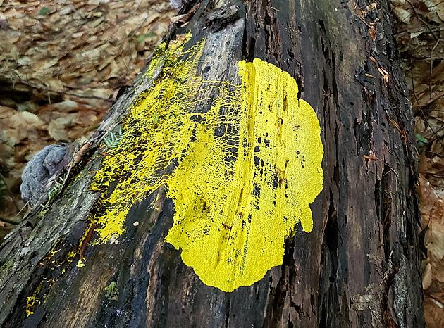 What are These Yellow Splotches in Hudson Valley Forests