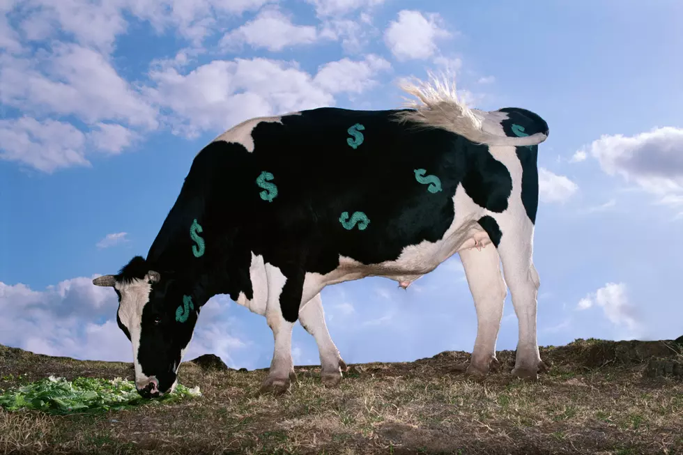 Help Us Name Our Cash Cow