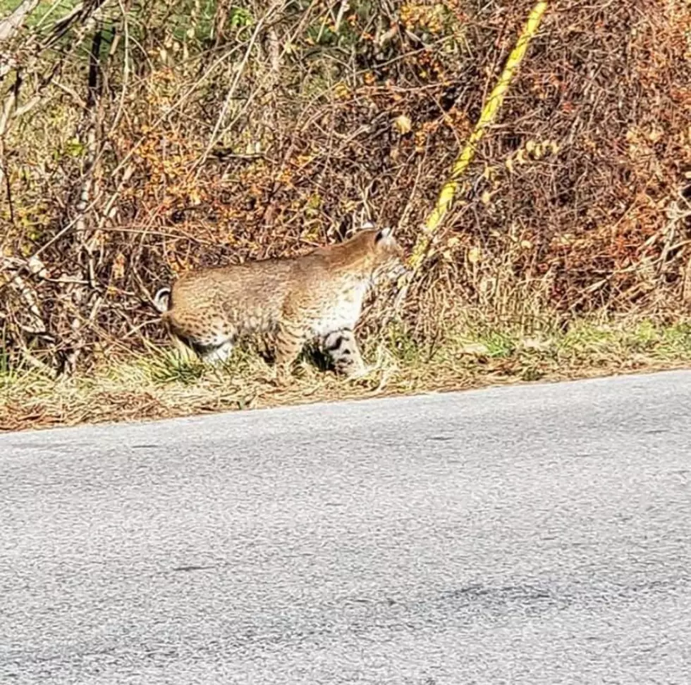 Bobcat? Spotted in Dutchess County (PICS)