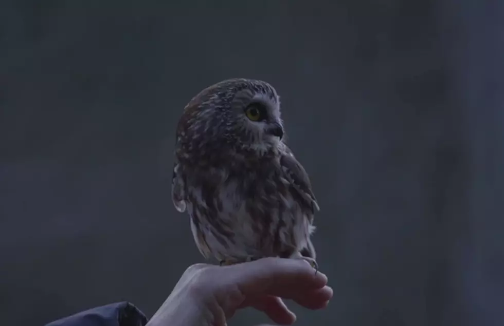 Rockefeller Christmas Tree Owl Released Back into the Wild