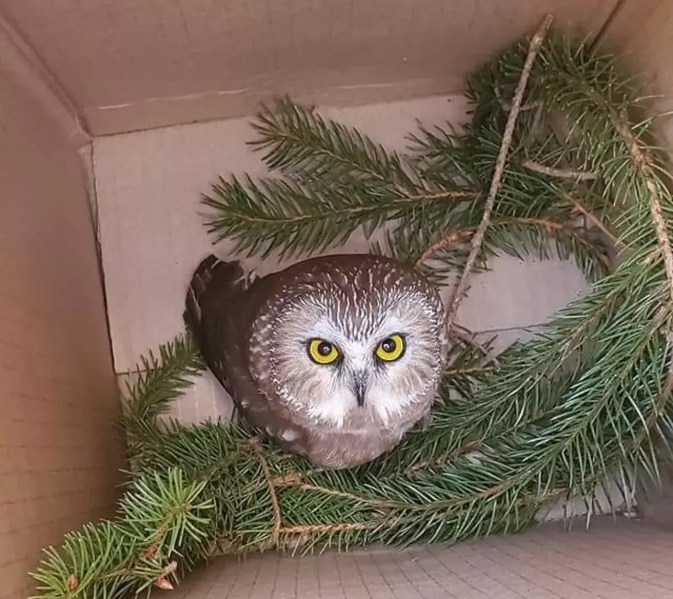 Saugerties Wildlife Center Takes in Rockefeller Tree Owl