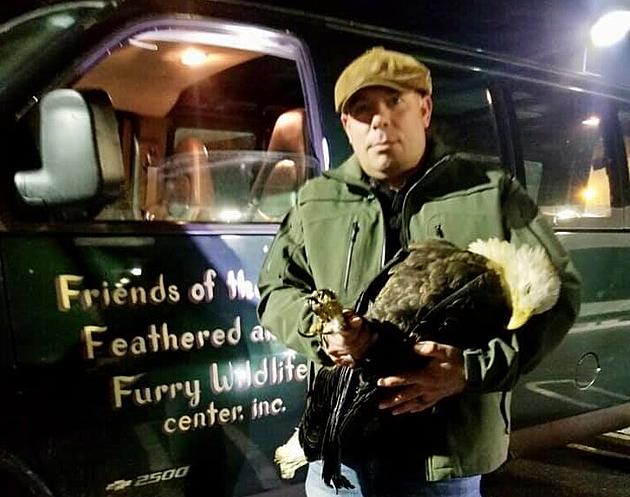 Bald Eagle Saved in the Hudson Valley on Election Night