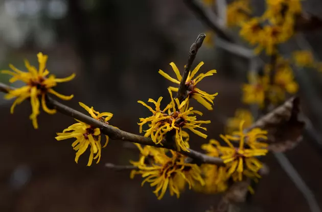 The Yellow Flower in Bloom on Fall Trails in The Hudson Valley