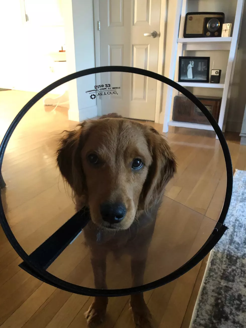 My Dog has Been “Coned”