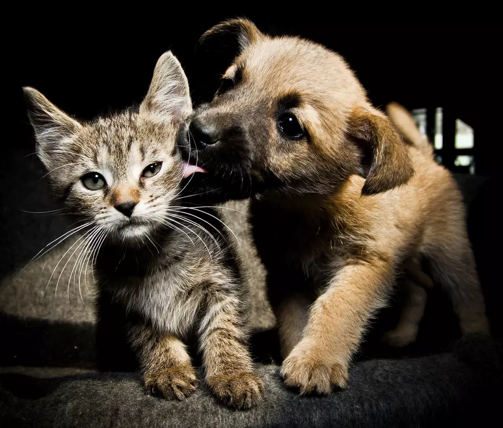 Local Shelter offers Cuddle Coupons for Valentines Day