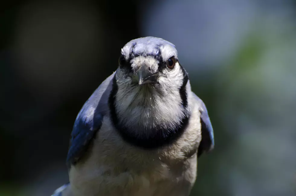 Blue Jays: Numerous in the Hudson Valley And Not Really Blue