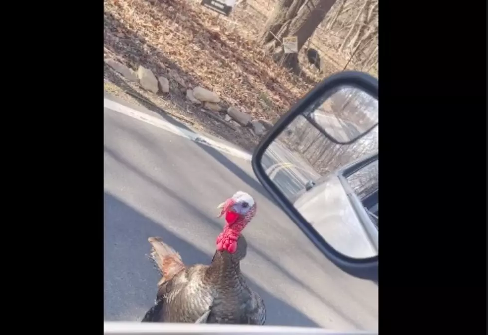 Turkey Harasses Rockland County Police Officer