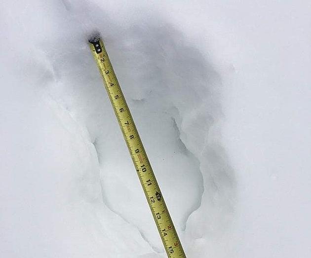 These are Totally Bigfoot Prints Found in the Snow of Pawling, New York