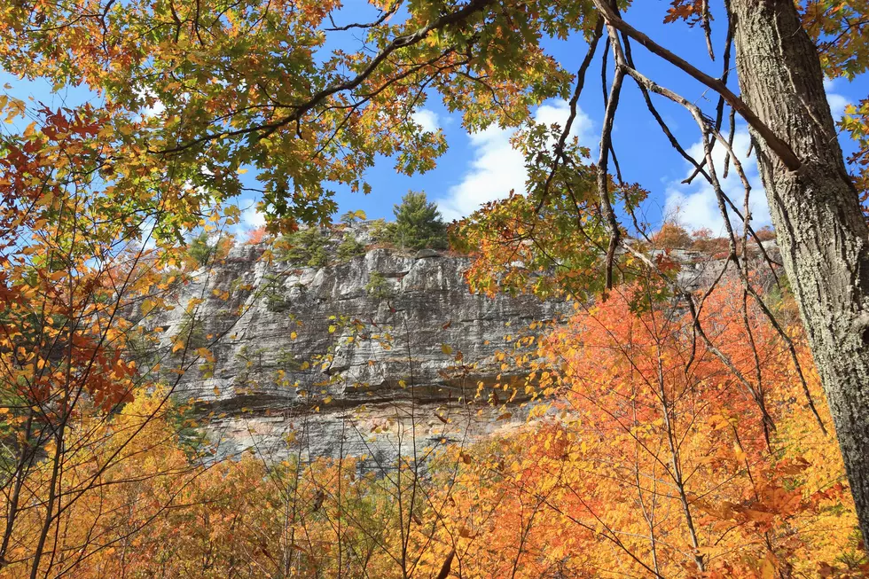 Discover Forest Bathing with The Mohonk Preserve