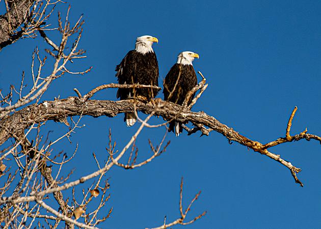 Where Have You Seen a Bald Eagle in the Hudson Valley?