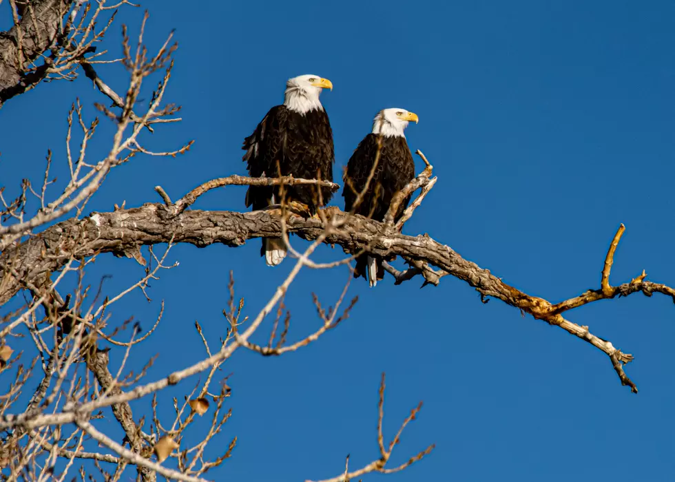 Where Have You Seen a Bald Eagle in the Hudson Valley?