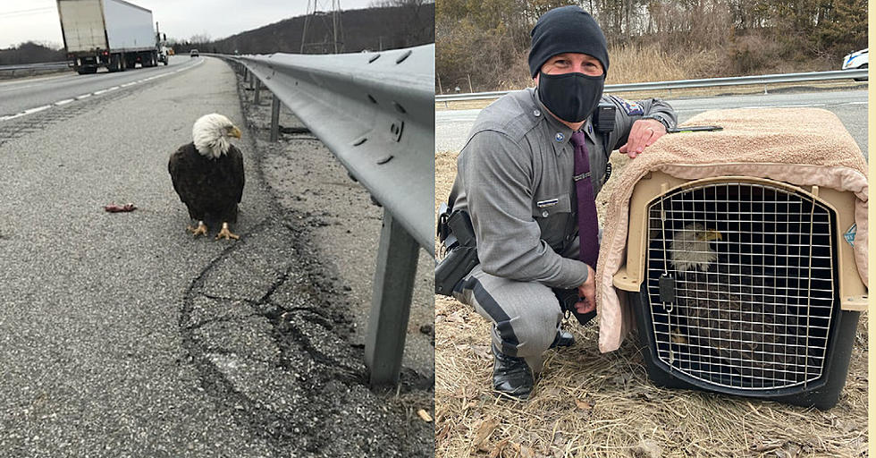 Injured Bald Eagle Rescued in Hudson Valley
