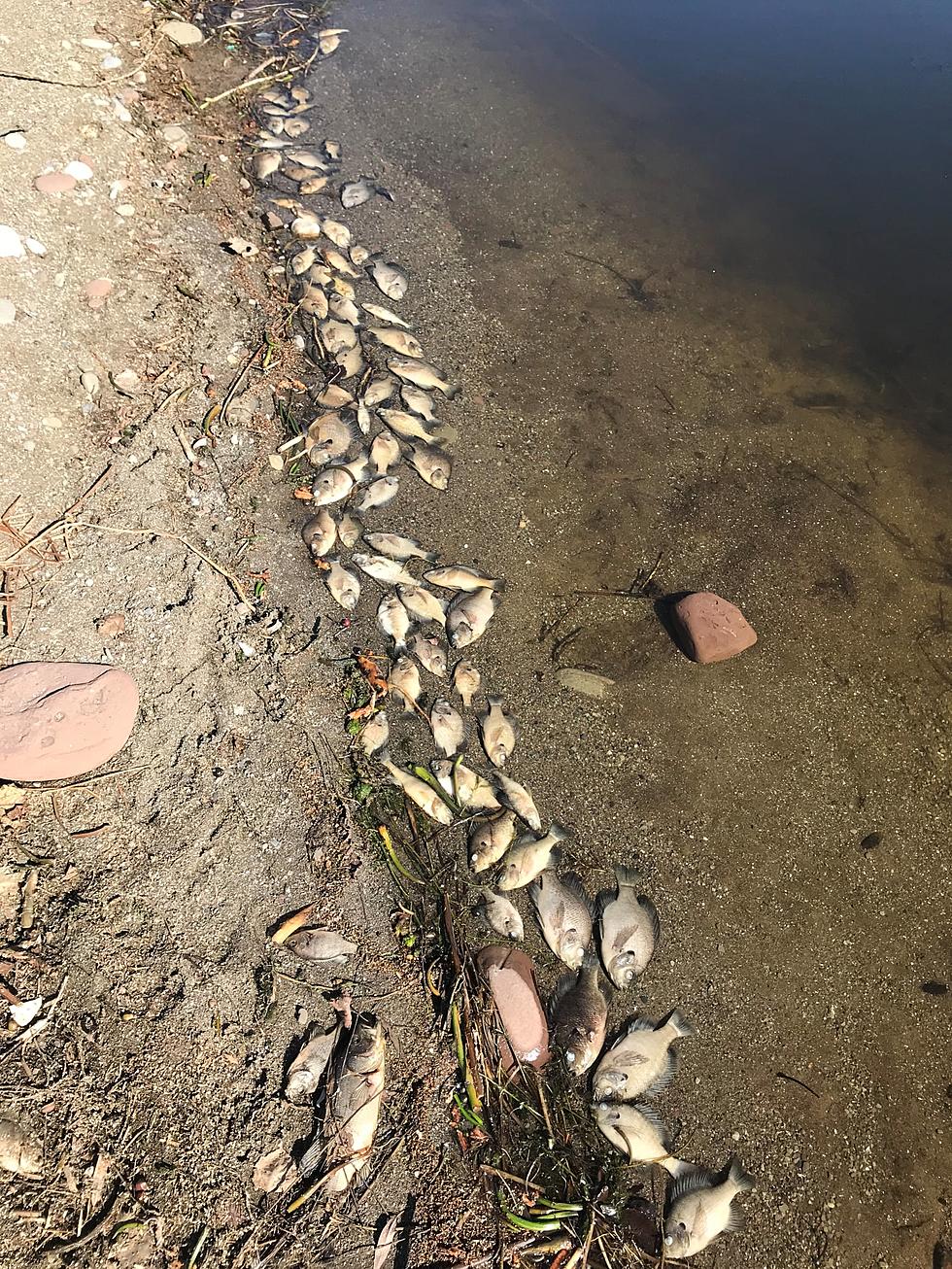 Dead Fish and Dead Deer: What&#8217;s Causing the Carnage in the Hudson Valley?