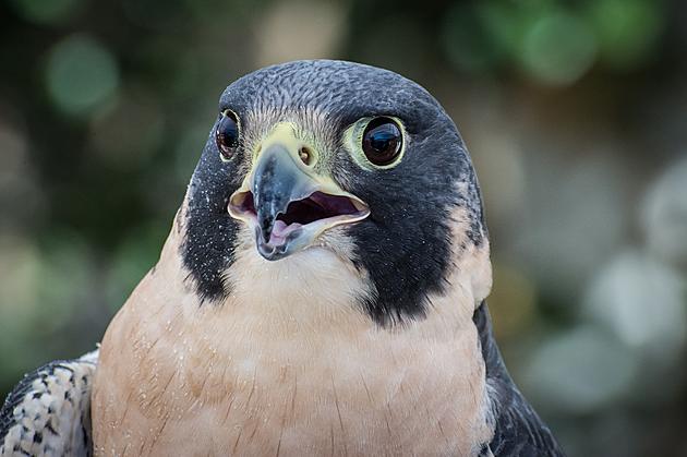 Falcons Cause Trail Closures at Mohonk Preserve