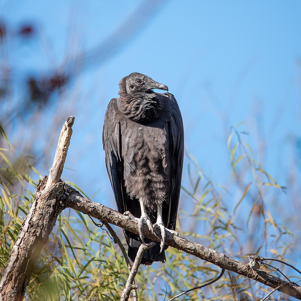 Vultures are on Patrol in the Hudson Valley