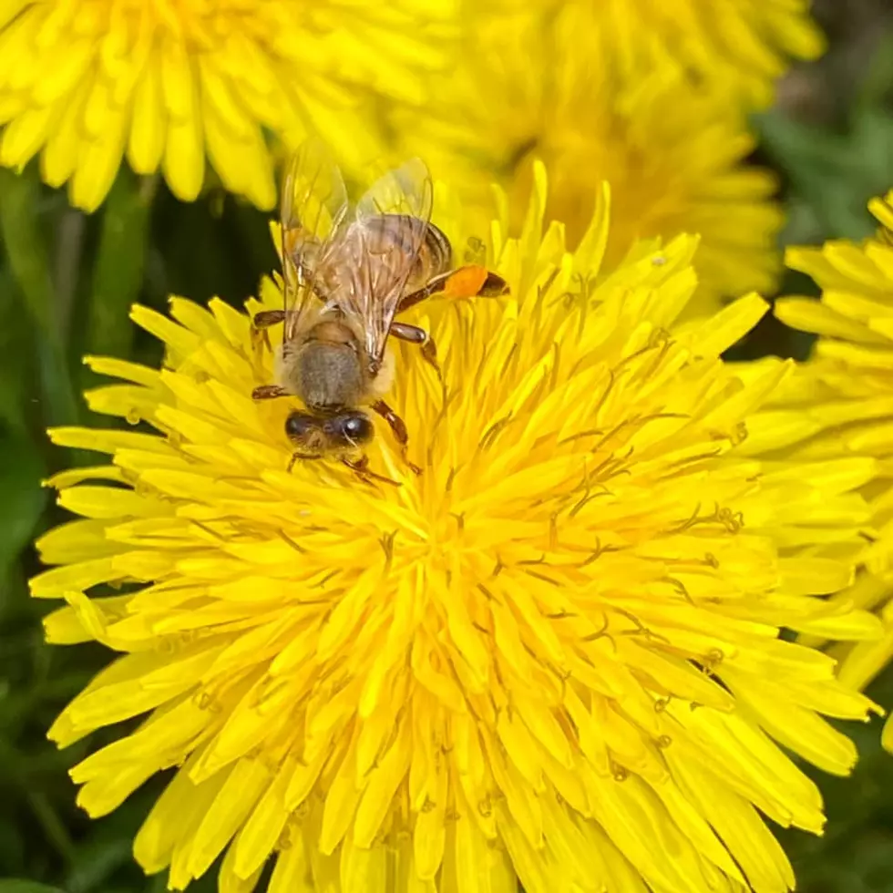 Adopt a Hudson Valley Honey Bee from a Highland Beekeeper