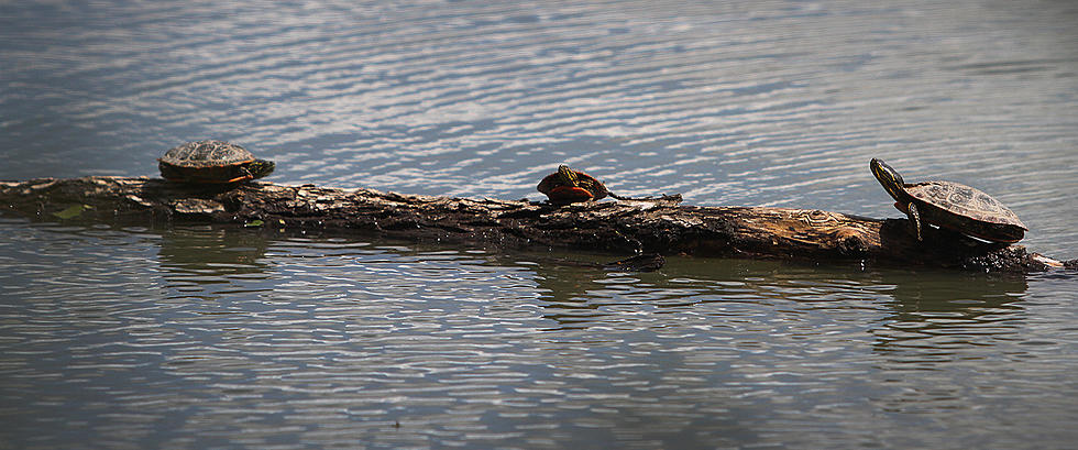 Learn About Lovable Hudson Valley Turtles at the Mohonk Preserve