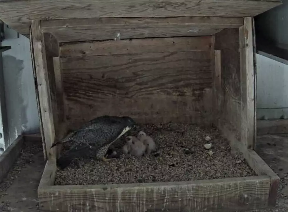 Peregrine Falcon Eggs Finally Hatch on Mid-Hudson Bridge