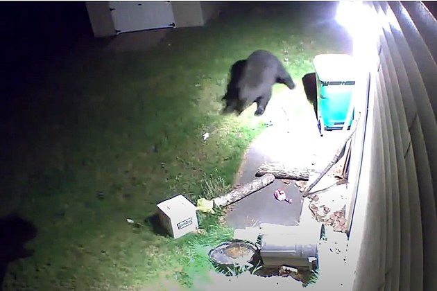 Two Bears Square Up to Fight in Dutchess County (VIDEO)