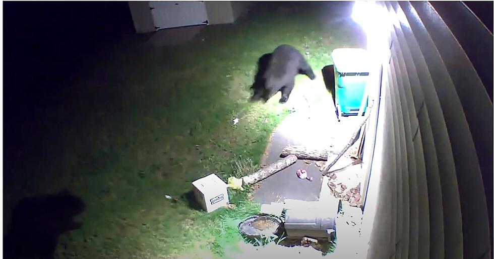 Two Bears Square Up to Fight in Dutchess County (VIDEO)