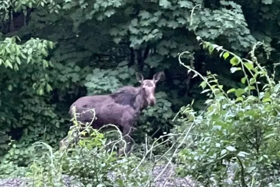 Massive Moose on The Loose in Saugerties