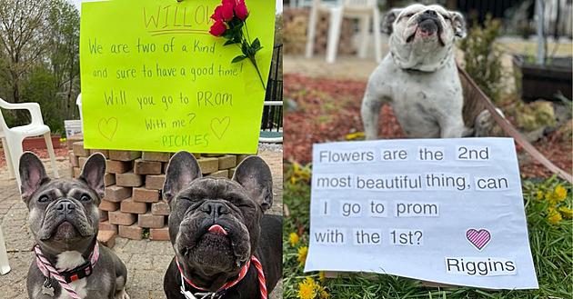10 Irresistible Photos of Puppy Prom Proposals in Hopewell Junction, NY