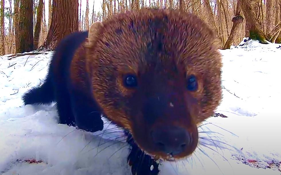 What is a Fisher Cat?