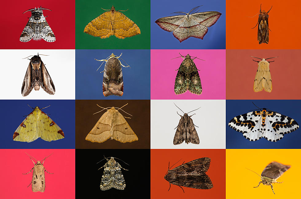Mysterious Questions that Arose From a Blizzard of Moths