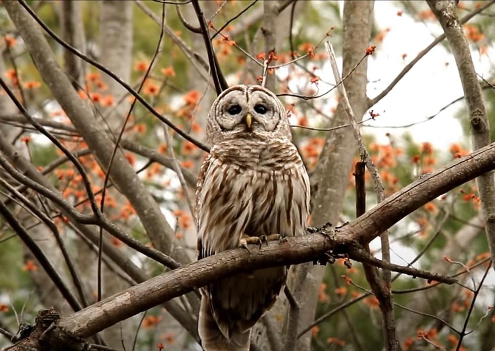That Creepy Noise You Heard Could Be an Owl: 6 Owl Calls