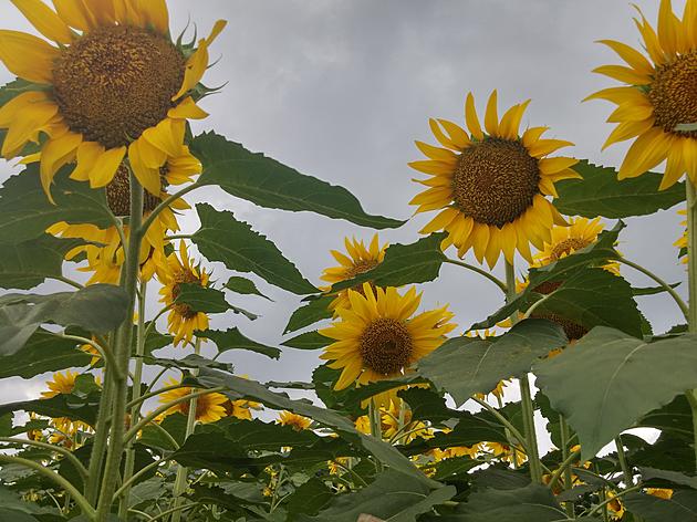 Barton Orchards Sunflower Festival is Back this August