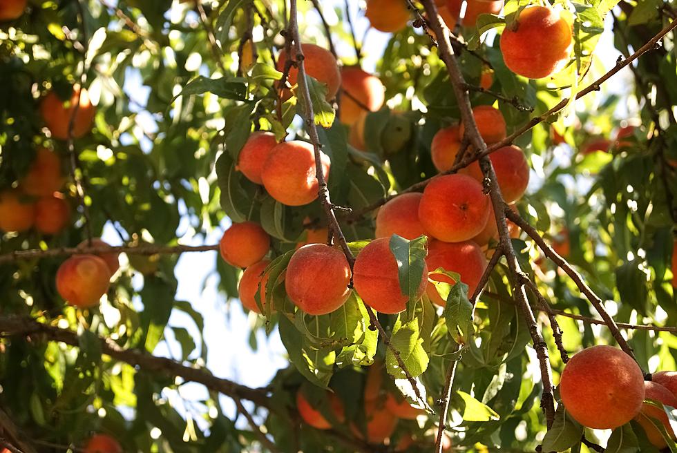 10 Perfect Peach Picking Farms Around the Hudson Valley