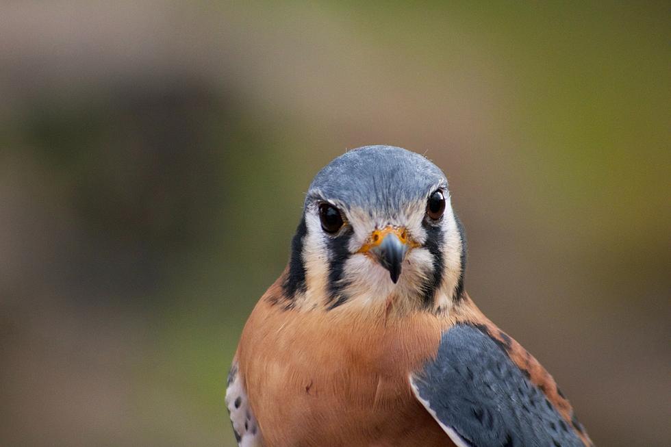 Popular Hudson Valley Climbing Spot Reopens after Closing to Protect Falcons