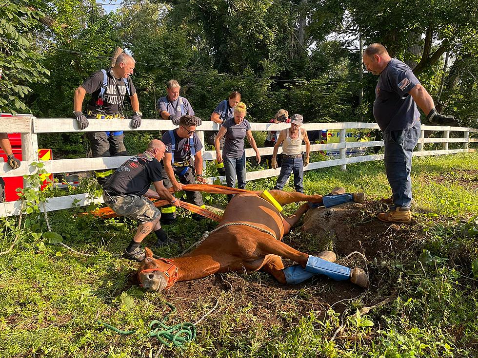 Patterson Fire Department Saves Horse Found in Distress