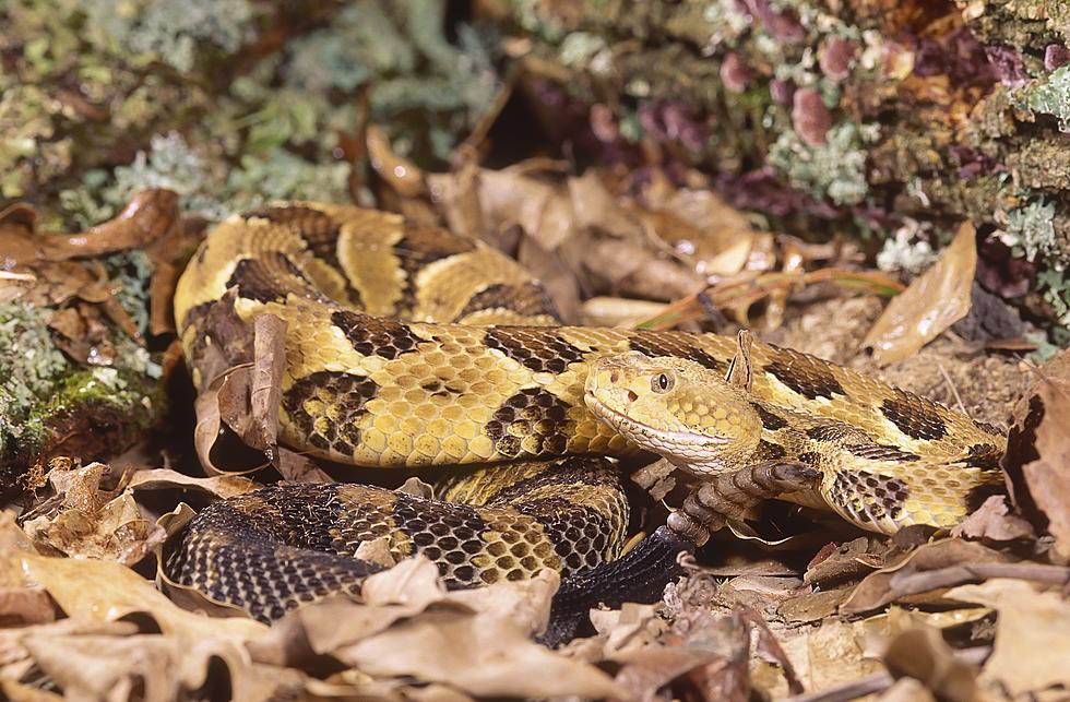 Hudson Valley Baby Rattlesnake Myth Debunked